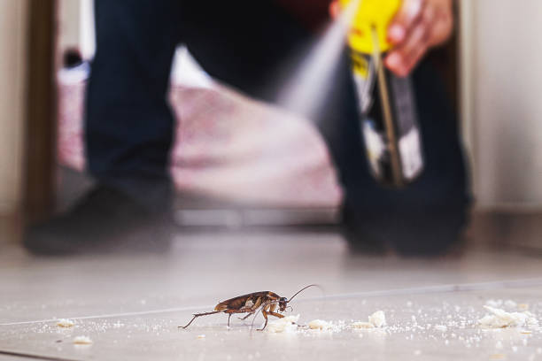 Trusted Allendale, SC Pest Control Experts